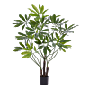 Philodendron