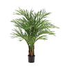 Goudpalm (Dypsis Lutescens)