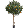 Sinaasappelboom (Citrus Chinensis)