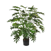 Philodendron Xanadu