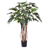 Philodendron Xanadu