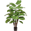 Calathea Fasciata