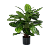 Calathea Rosea Picta