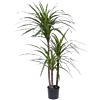 Drakenbloedboom (Dracaena Marginata)