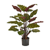 Calathea Makoyana