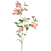 Gloriosa