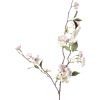 Peach blossom