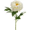 Peony