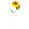 Zonnebloem