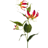 Gloriosa