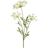 Dill