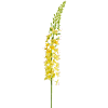 Eremurus