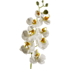 Vlinderorchidee