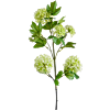 Viburnum