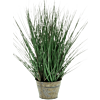 Wild Gras