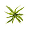 Nestvaren (Asplenium)