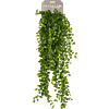 Klimficus