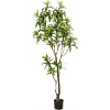 Dracaena