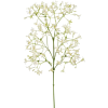 Saxifraga