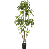 Polyscias