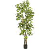 Polyscias
