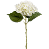 Hydrangea Annabelle