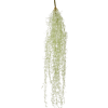 Luchtplantje
