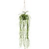Klimficus