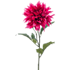 Dahlia