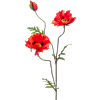 Poppy