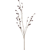 Sanguisorba