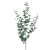 Eucalyptus