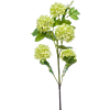 Viburnum