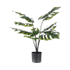 Monstera
