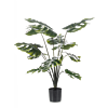 Monstera