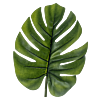 Monstera