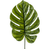 Monstera
