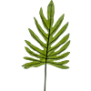 Philodendron