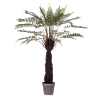 Boomvaren (Dicksonia)