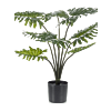 Philodendron