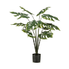 Monstera