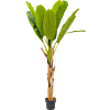 Bananenplant