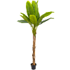Bananenplant