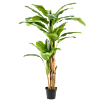 Bananenplant