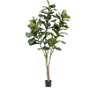 Ficus Lyrata