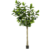 Ficus Lyrata