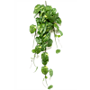 Scindapsus