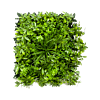 Schefflera