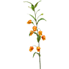 Sandersonia
