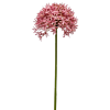 Sierui